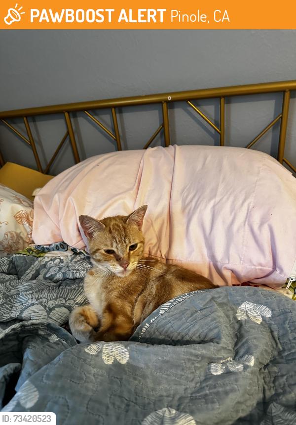 Found/Stray Male Cat last seen 3rd Ave Pinole ca, Pinole, CA 94564