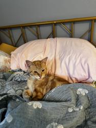 Found/Stray Male Cat last seen 3rd Ave Pinole ca, Pinole, CA 94564