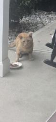 Found/Stray Unknown Cat last seen Hillcrest, Winston-Salem, NC 27103