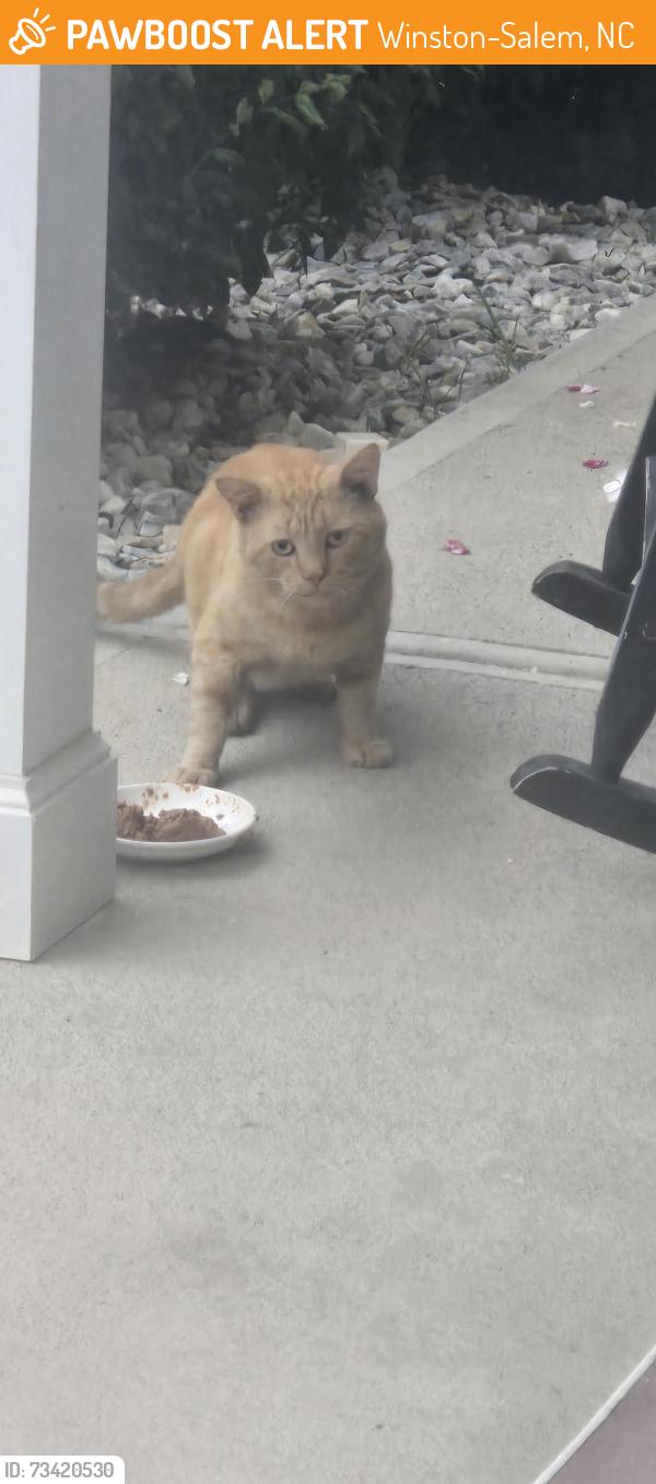 Found/Stray Unknown Cat last seen Hillcrest, Winston-Salem, NC 27103
