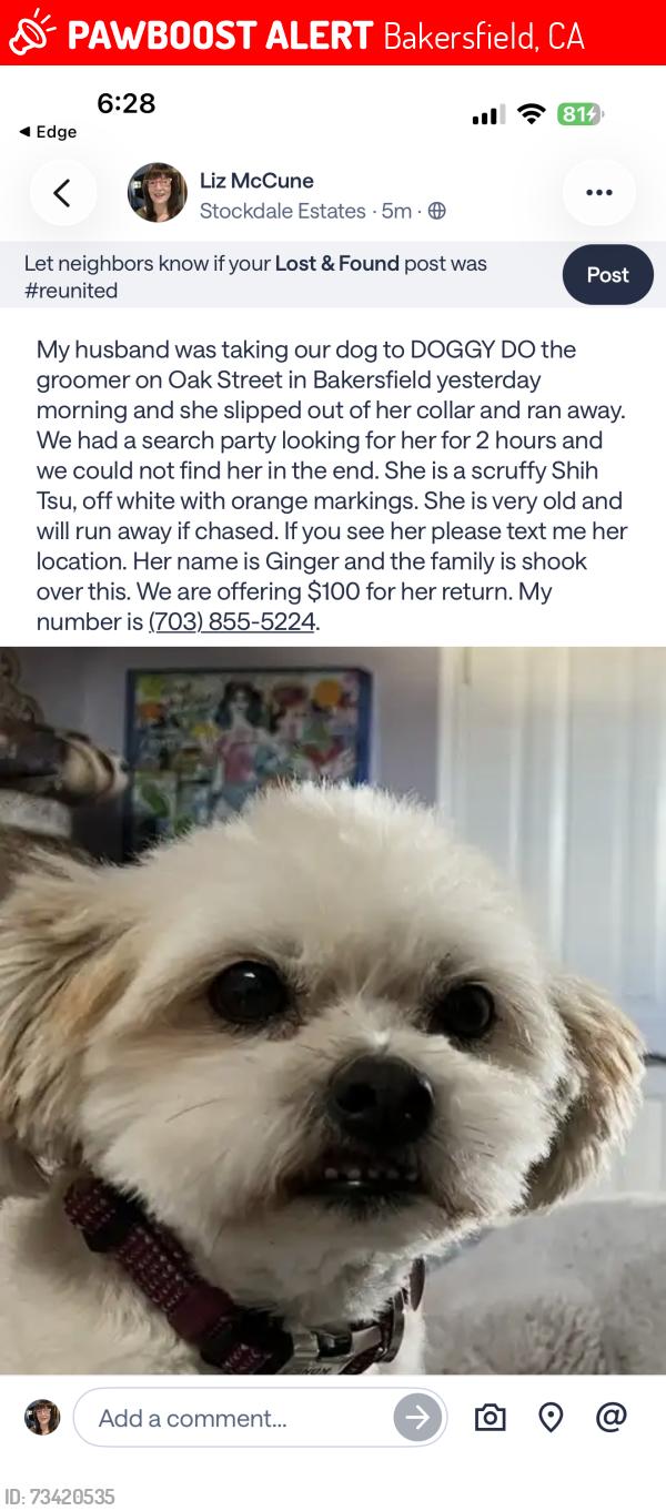 Lost Female Dog last seen Brundage, Bakersfield, CA 93304