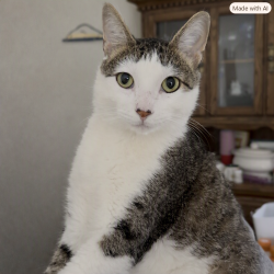 Reunited Male Cat last seen Gatewood Lane, Greendale, WI, Greendale, WI 53129