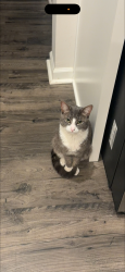 Lost Male Cat last seen Anglin pl Mint Hill, Mint Hill, NC 28227