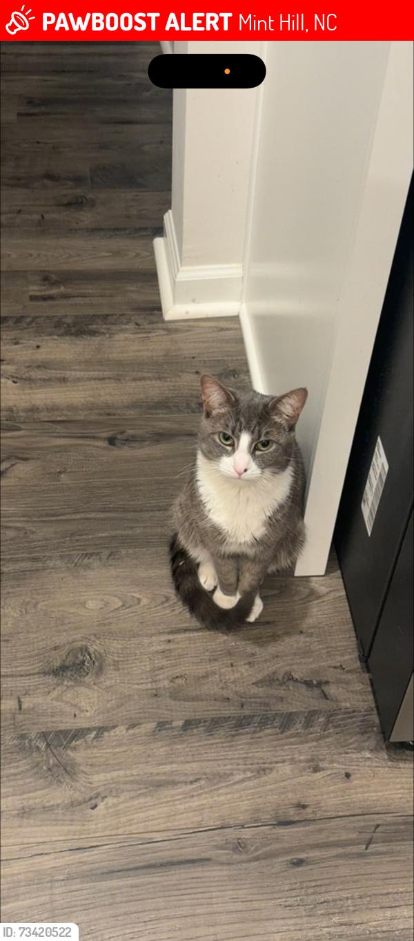 Lost Male Cat last seen Anglin pl Mint Hill, Mint Hill, NC 28227