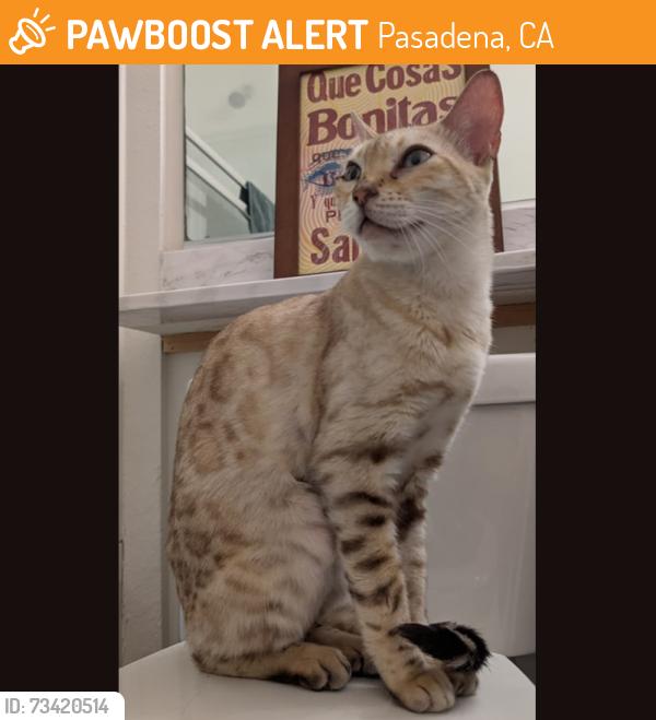Found/Stray Unknown Cat last seen S Allen Ave. & Del Mar blvd., Pasadena, CA 91106