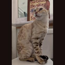 Found/Stray Unknown Cat last seen S Allen Ave. & Del Mar blvd., Pasadena, CA 91106