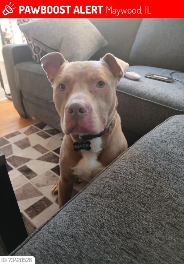 Lost Male Dog last seen 1400s and 13th Avenue, Maywood, IL 60153