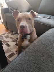 Lost Male Dog last seen 1400s and 13th Avenue, Maywood, IL 60153