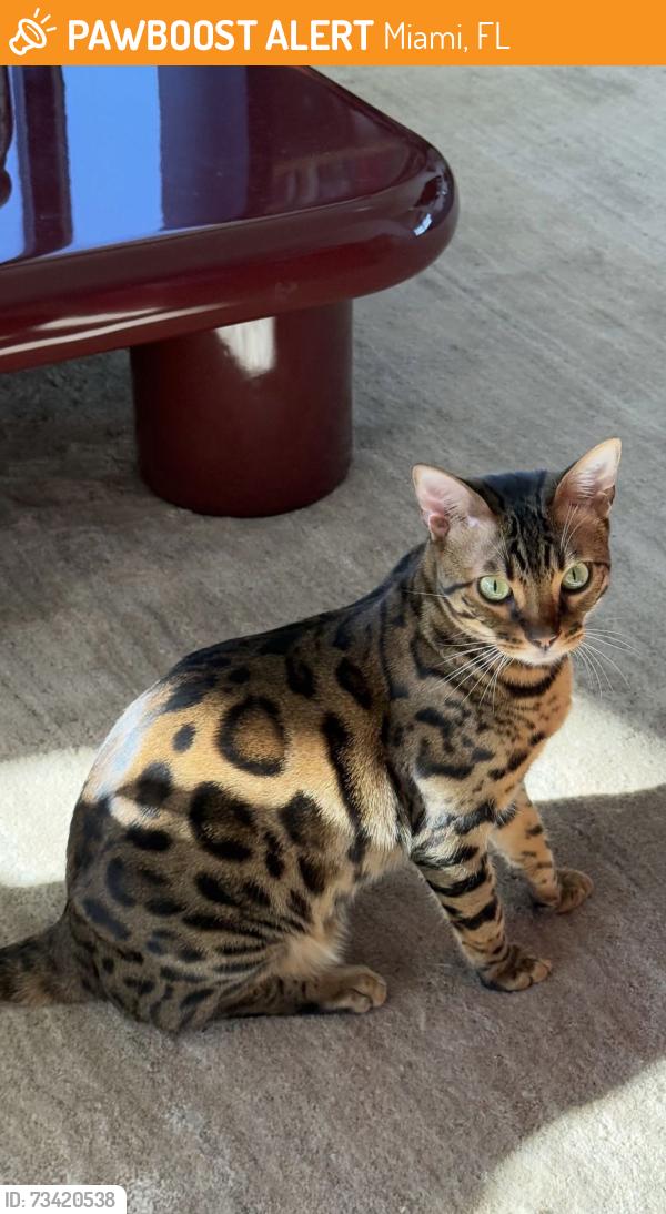Found/Stray Unknown Cat last seen Wynwood, Miami, FL 33131