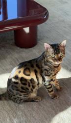 Found/Stray Unknown Cat last seen Wynwood, Miami, FL 33131