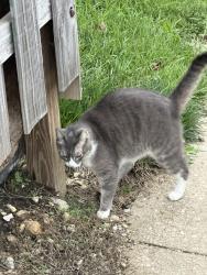 Found/Stray Unknown Cat last seen Hearthstone cndmniums, Columbus, OH 43220