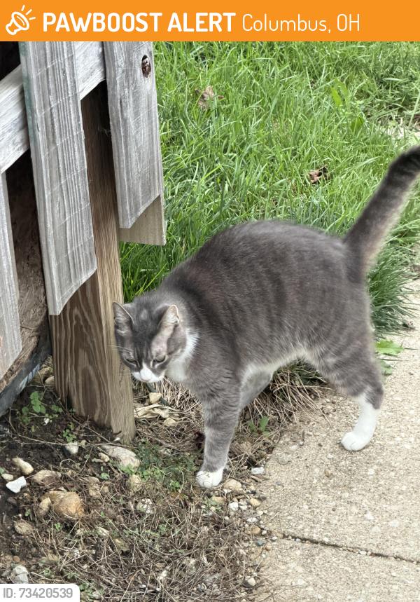 Found/Stray Unknown Cat last seen Hearthstone cndmniums, Columbus, OH 43220