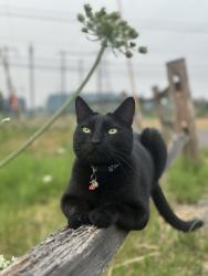 Lost Male Cat last seen 160th & Farmington, Beaverton, OR 97007