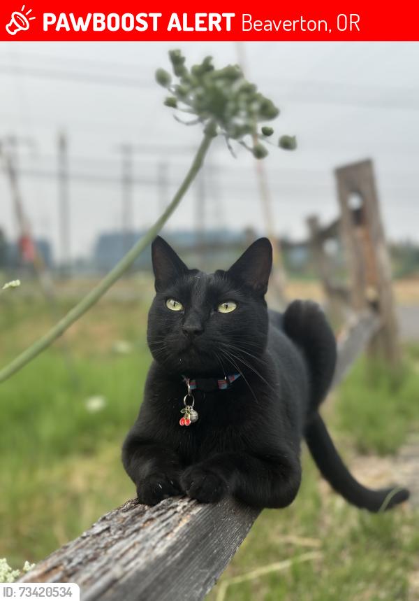 Lost Male Cat last seen 160th & Farmington, Beaverton, OR 97007
