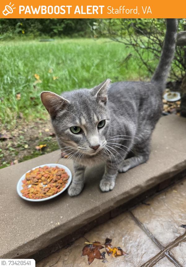 Found/Stray Unknown Cat last seen Tackets Mill and Graceview Lane, Stafford, VA 22556