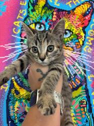 Shelter Stray Female Cat last seen Bexar County, 3353 Morningside Dr, New Braunfels, TX 78132, USA