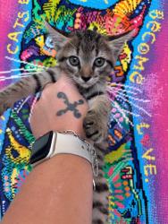 Shelter Stray Male Cat last seen Bexar County, 3353 Morningside Dr, New Braunfels, TX 78132, USA