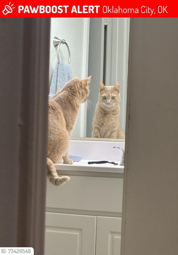 Lost Male Cat last seen On base near the side gate, Oklahoma City, OK 73145