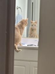 Lost Male Cat last seen On base near the side gate, Oklahoma City, OK 73145