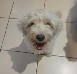Reunited Male Dog last seen Rosemead, CA, Willard Ave & Furn Ave., Los Angeles, CA 91335