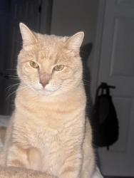 Lost Male Cat last seen Near Clara dr, Ringgold, GA 30736