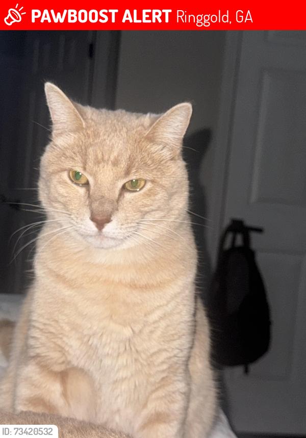 Lost Male Cat last seen Near Clara dr, Ringgold, GA 30736