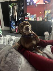 Reunited Male Dog last seen Near rio hondo pkway, El Monte, CA 91733