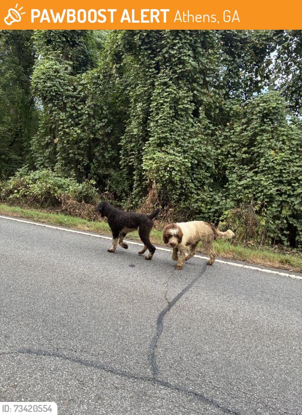 Found/Stray Unknown Dog last seen Tallassee road near quail wood and Sedgefield, Athens, GA 30607