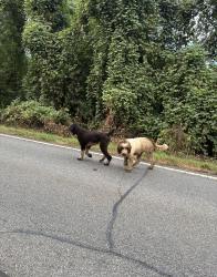Found/Stray Unknown Dog last seen Tallassee road near quail wood and Sedgefield, Athens, GA 30607