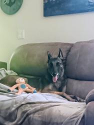 Lost Female Dog last seen Bayshore and crosstown, San Mateo County, CA 94134
