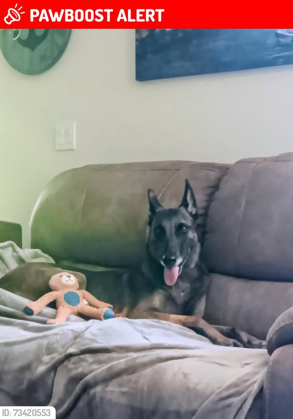 Lost Female Dog last seen Bayshore and crosstown, San Mateo County, CA 94134
