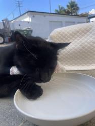 Found/Stray Unknown Cat last seen Delaware St and Indianapolis Ave, Huntington Beach, CA 92648