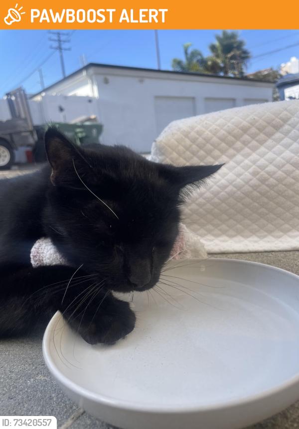 Found/Stray Unknown Cat last seen Delaware St and Indianapolis Ave, Huntington Beach, CA 92648
