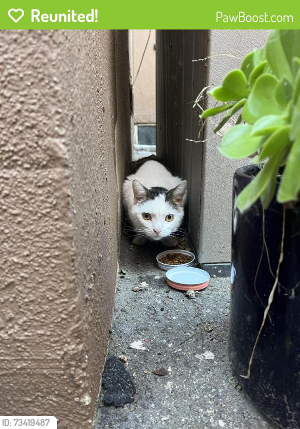 Reunited Female Cat last seen Venice blvd and Brenta pl., Los Angeles, CA 90291