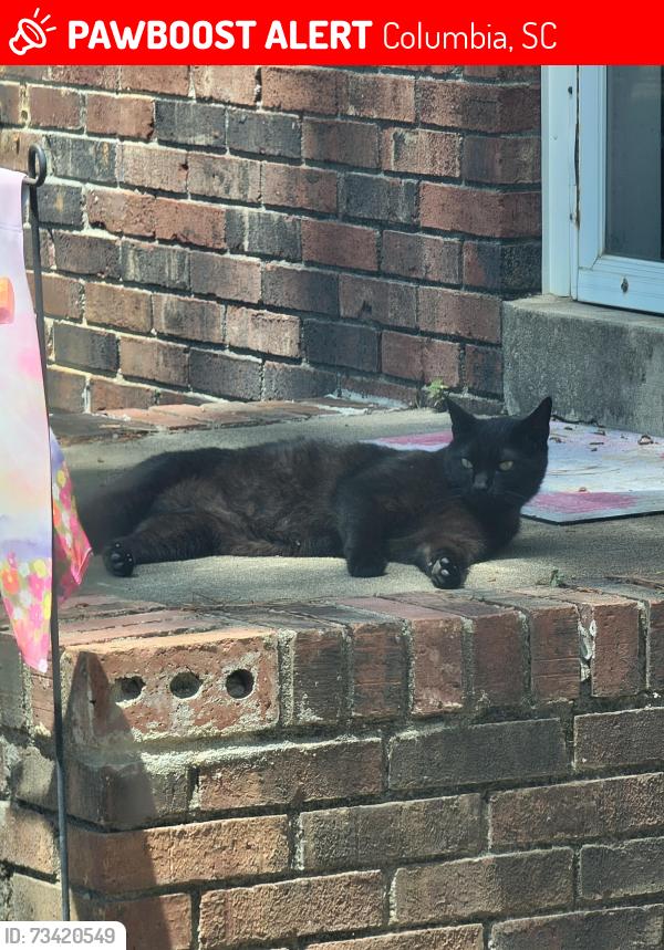 Lost Male Cat last seen Avery & Emory lane, irmo high stadium, Columbia, SC 29212