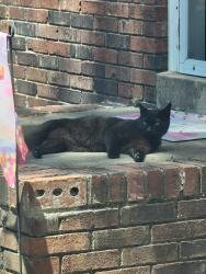 Lost Male Cat last seen Avery & Emory lane, irmo high stadium, Columbia, SC 29212