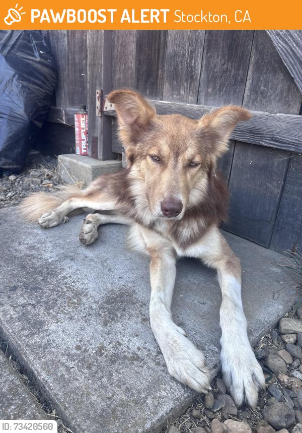 Found/Stray Male Dog last seen De Ovan Ave, Stockton, CA 95204