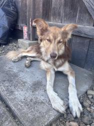 Found/Stray Male Dog last seen De Ovan Ave, Stockton, CA 95204