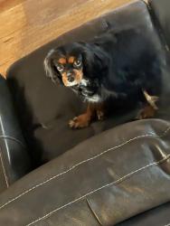 Reunited Female Dog last seen Near moutain Laurel way, Diamond Bar, CA 91765