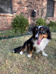 Found/Stray Female Dog last seen Otis and Elm St, Whitesboro, TX 76273