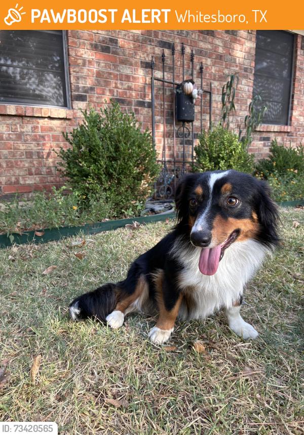 Found/Stray Female Dog last seen Otis and Elm St, Whitesboro, TX 76273
