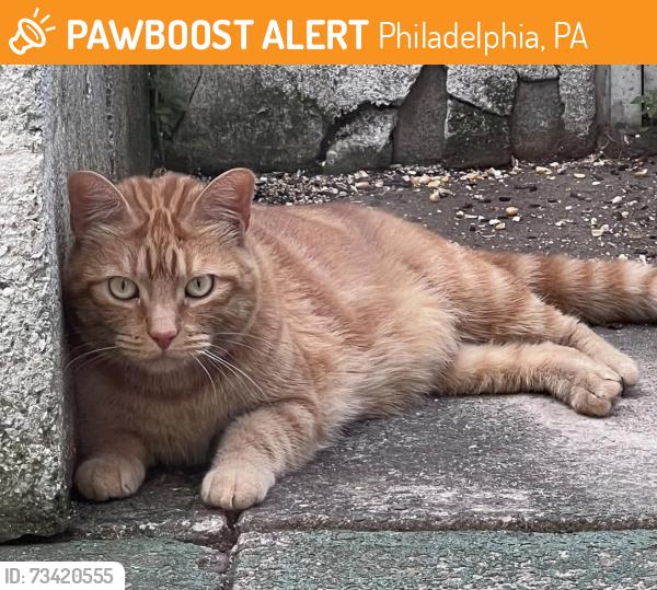 Found/Stray Unknown Cat last seen Between Porter and Shunk 11th Street, Philadelphia, PA 19148