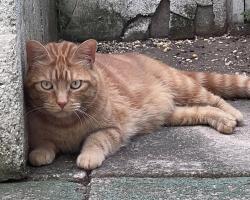 Found/Stray Unknown Cat last seen Between Porter and Shunk 11th Street, Philadelphia, PA 19148