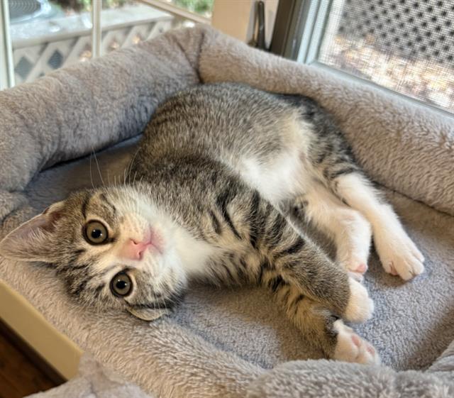 Shelter Stray Female Cat last seen CHARLOTTE, 8315 Byrum Dr, Charlotte, NC 28217, USA