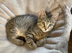 Shelter Stray Male Cat last seen CHARLOTTE, 8315 Byrum Dr, Charlotte, NC 28217, USA