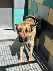 Shelter Stray Male Dog last seen Near BLOCK BURTON ST, HEMET CA 92545, 581 S Grand Ave, San Jacinto, CA 92582, USA