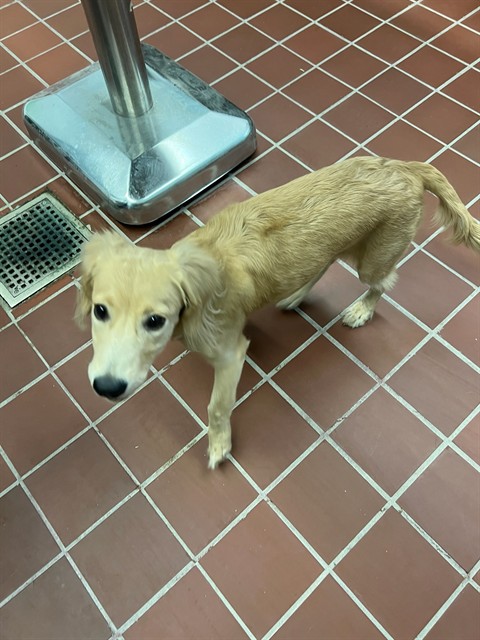 Shelter Stray Female Dog last seen , 29525 Agoura Rd, Agoura Hills, CA 91301, USA