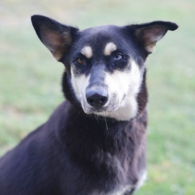 Shelter Stray Female Dog last seen Near BLOCK KING AVE, 4710 TX-151, San Antonio, TX 78227, USA