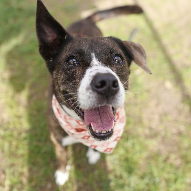 Shelter Stray Female Dog last seen KINGSTON RANCH, 4710 TX-151, San Antonio, TX 78227, USA