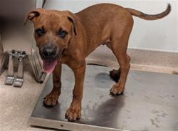Shelter Stray Male Dog last seen \\3101 STATE RD, BAKERSFIELD CA 93308, 3951 Fruitvale Ave, Bakersfield, CA 93308, USA